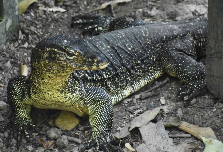 Read more about the article Zoo Makes Public Appeal To Help Find Famous Reptile