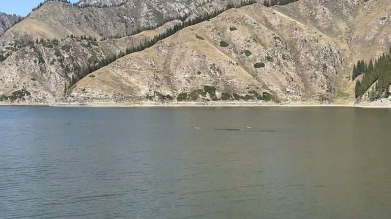 Read more about the article Woman Claims She Filmed A 50-Foot Silver Creature Swimming In Lake