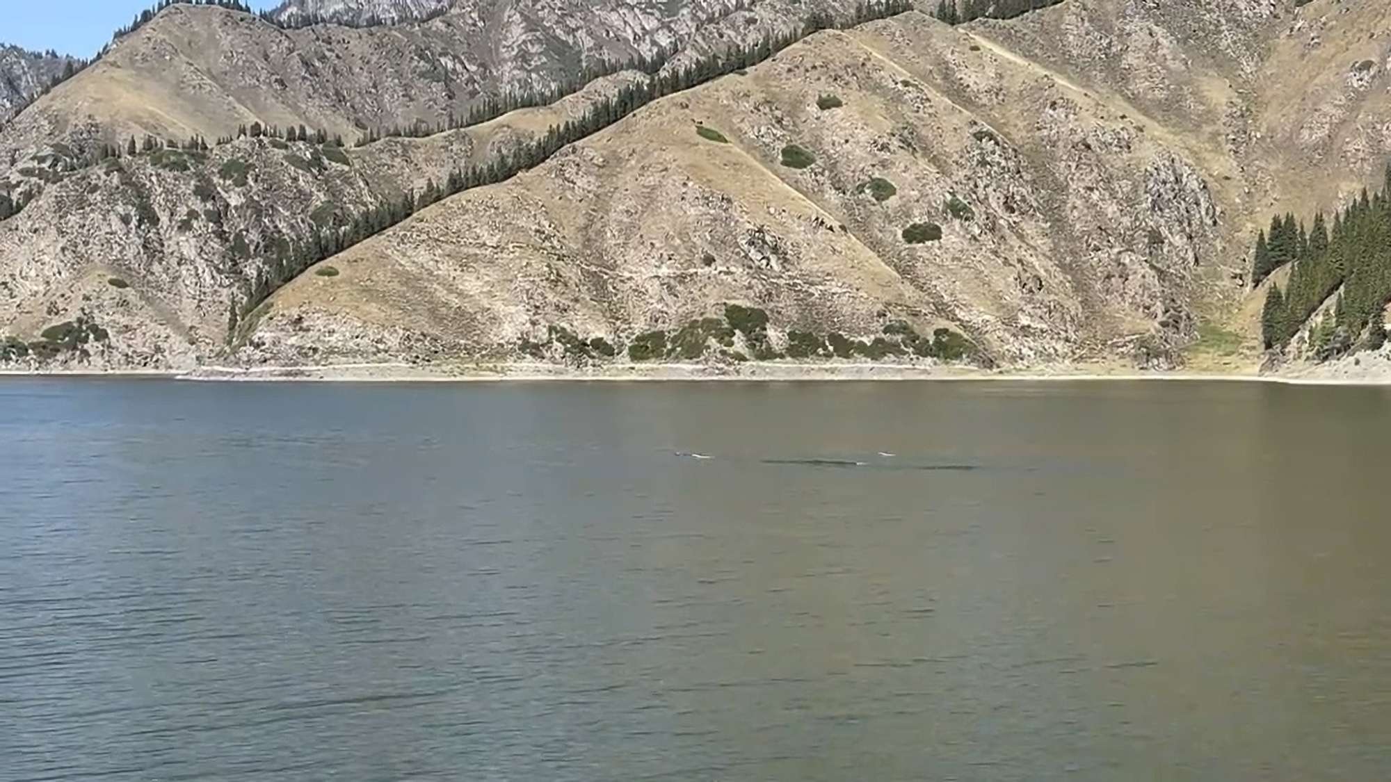 Woman Claims She Filmed A 50-Foot Silver Creature Swimming In Lake