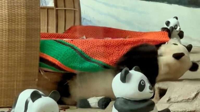 Read more about the article Panda Cozies Up Under A Blanket Before Bedtime