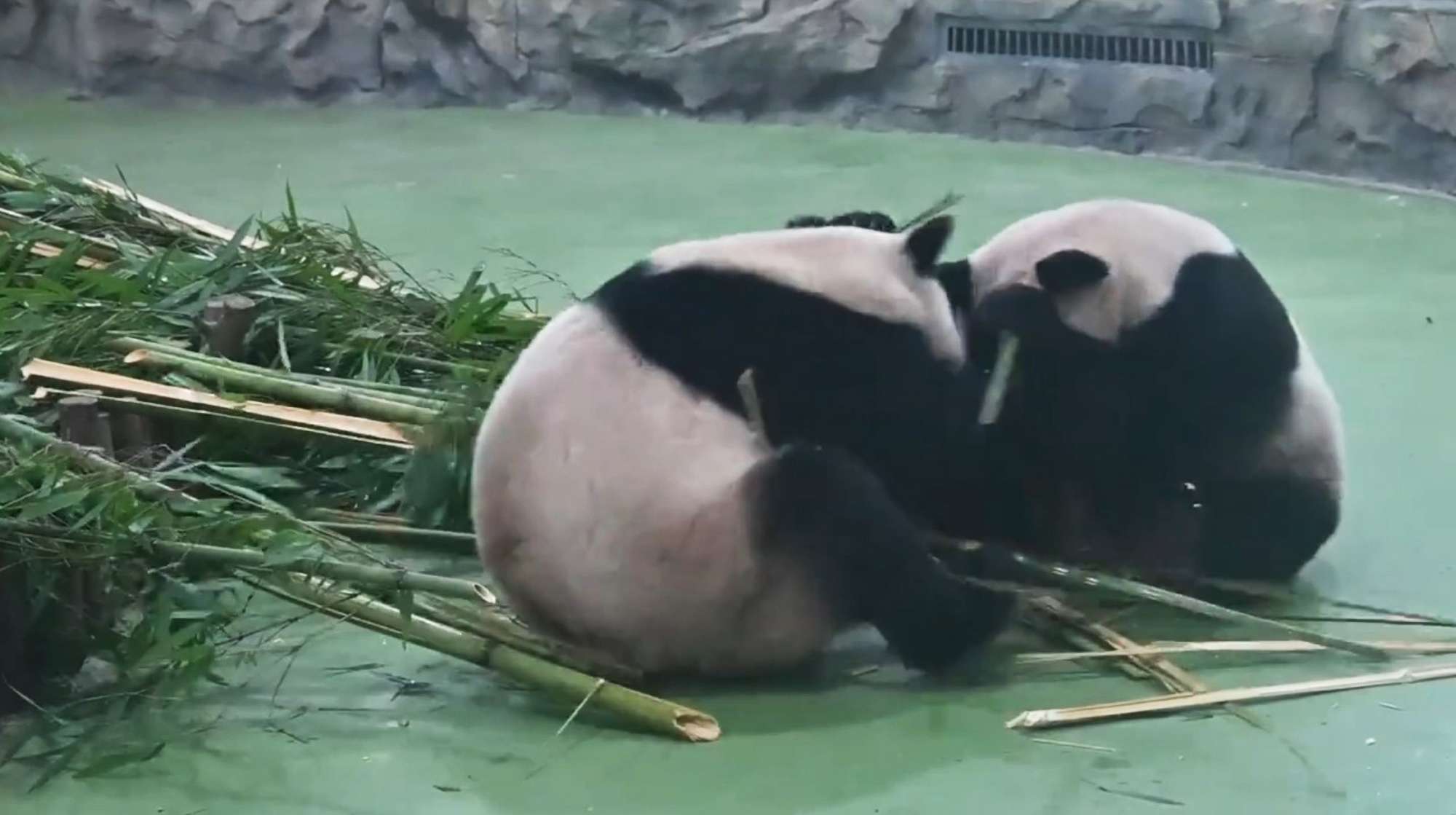 Two Startled Pandas Bump Heads Leaping Into Defensive Position