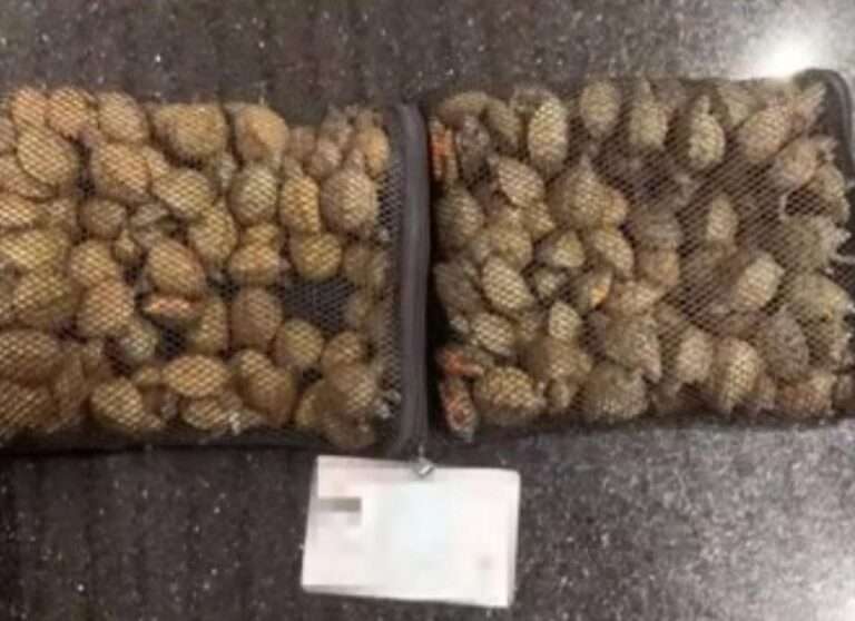 Read more about the article Man Caught Trying To Smuggle Over 200 Tiny Turtles Including Endangered Species