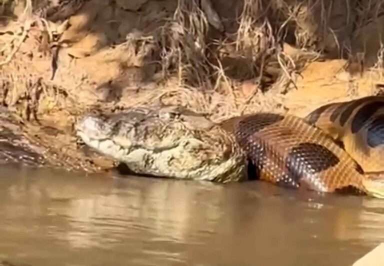 Read more about the article Giant Anaconda Makes A Meal Of Huge Alligator