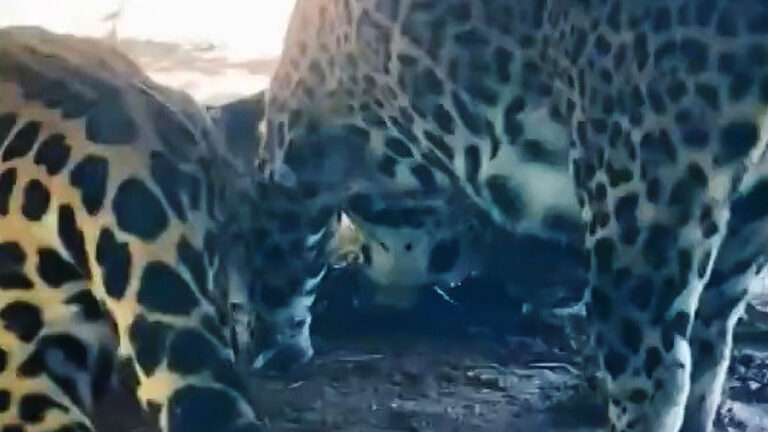 Read more about the article Screams As Just-Born Zoo Jaguar Snatched From Mum By Male