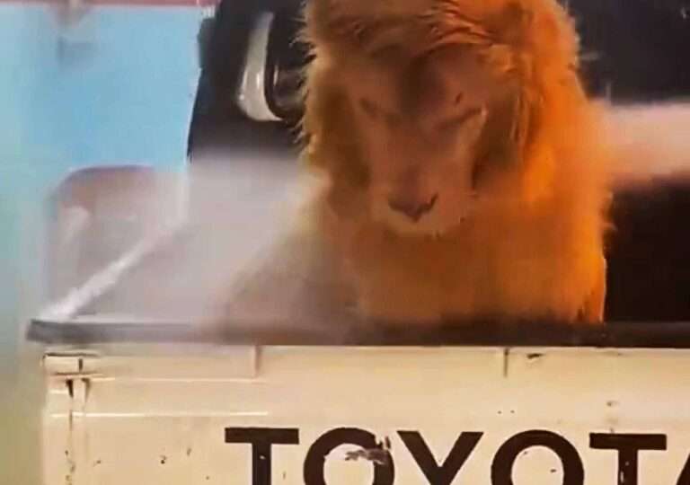 Read more about the article Pet Lion Gets High-Pressure Hose-Down At Garage
