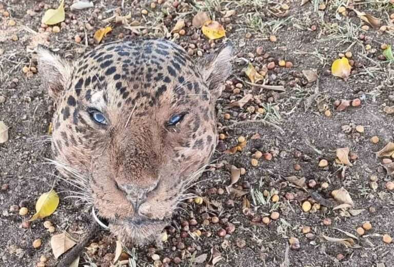 Read more about the article Cruel Pet Owner Seized For Poaching Threatened Jaguars To Feed To His Dogs