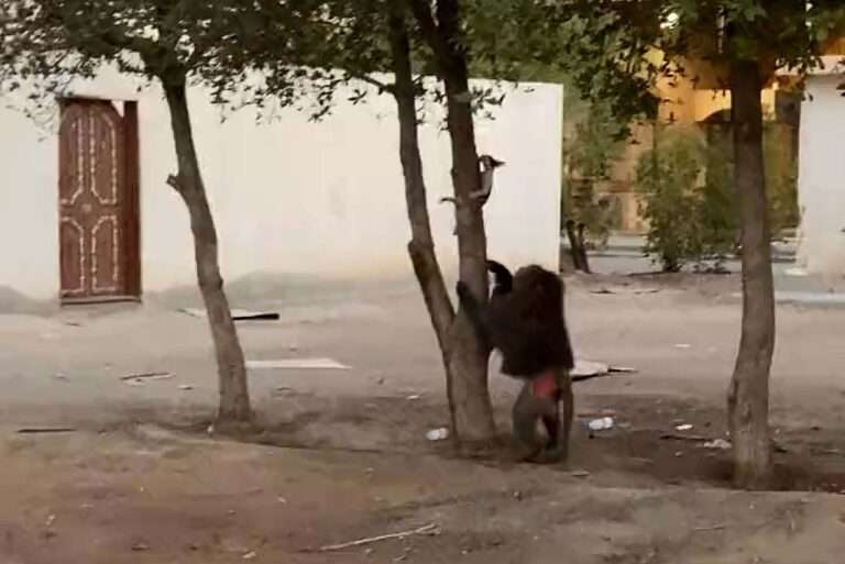 Read more about the article Baboon Wandering Around Saudi Capital Riyadh Pulls Terrified Cat Out Of Tree By Its Tail