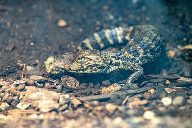 Read more about the article Baby Caiman Stuns Zookeepers By Hatching A Month Early