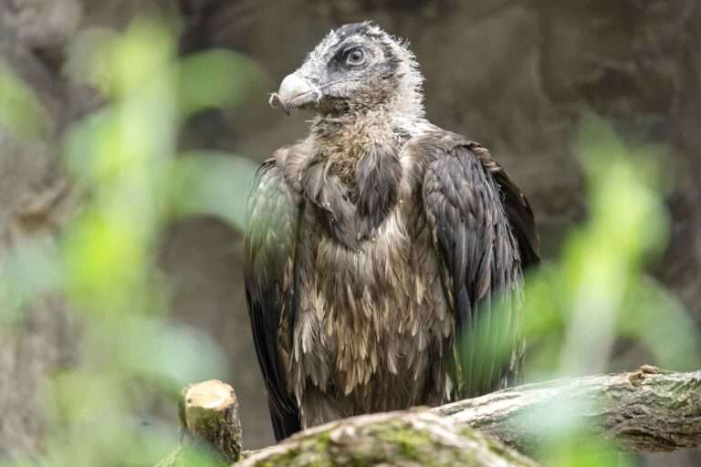 Read more about the article Bearded Vulture Chicks Learn From Bald Ibis Pals How To Get Ready For Return To The Wild