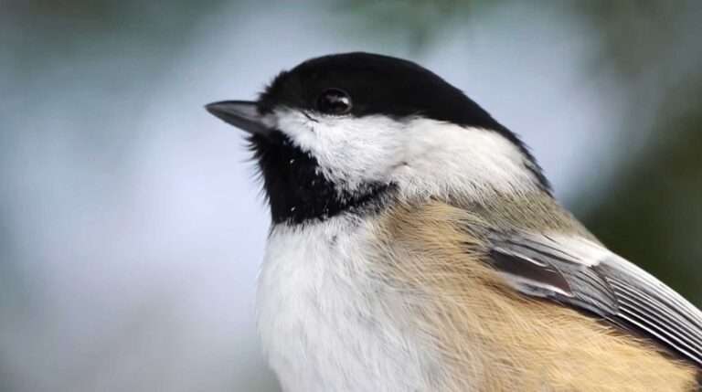 Read more about the article Black-Capped Chickadees Follow Correct Note Structure When Communicating And Can Identify Errors