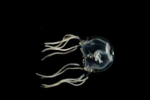 Tiny Jellyfish Can Learn Like Humans Despite Having No Brain, Says Study