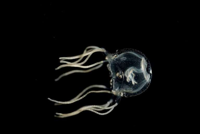 Read more about the article Tiny Jellyfish Can Learn Like Humans Despite Having No Brain, Says Study