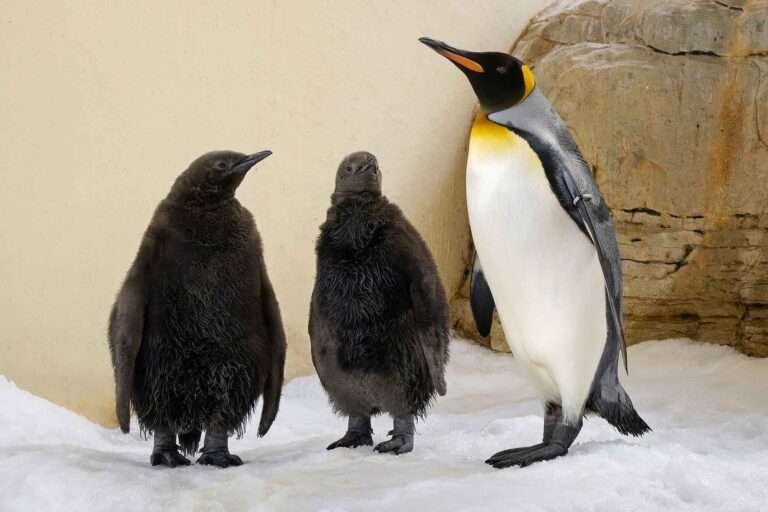 Read more about the article World’s Oldest Zoo Welcomes King Penguin Twin Chicks For The First Time Ever