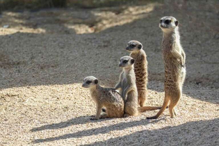 Read more about the article Scientists Learn To ‘Talk’ To Cute Meerkats Using Recordings Of The Noises They Make