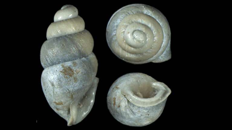 Read more about the article Florida Gets Tiny Snail Named After It That Was Dug Up During Railway Construction