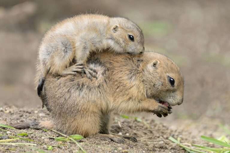Read more about the article Adorable Baby Black-Tailed Prairie Dogs Play Fight At World’s Oldest Zoo