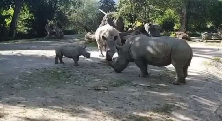 Read more about the article First Snaps Of Rhino That Kille Female Zookeeper And Critically Injured Her Husband At Salzburg Zoo
