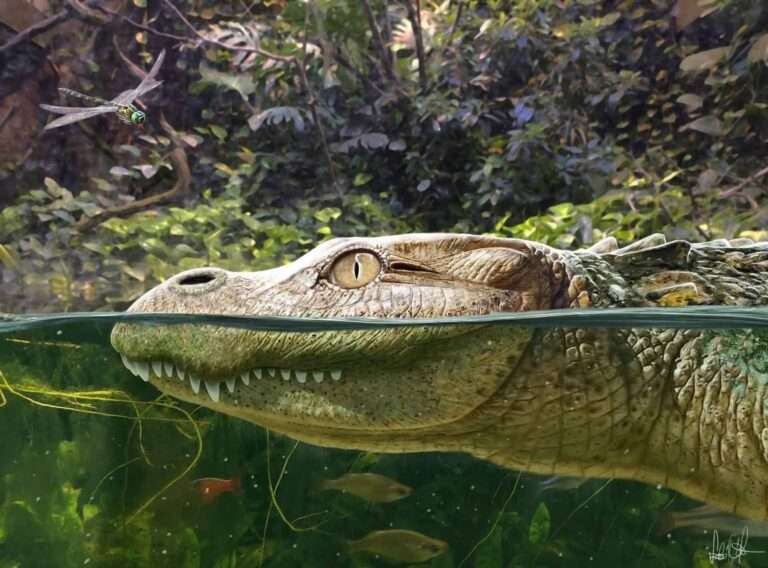 Read more about the article Extinct Short-Snouted Alligator With Skull Resembling That Of A Bulldog Nibbled On Snails 230,000 Years Ago