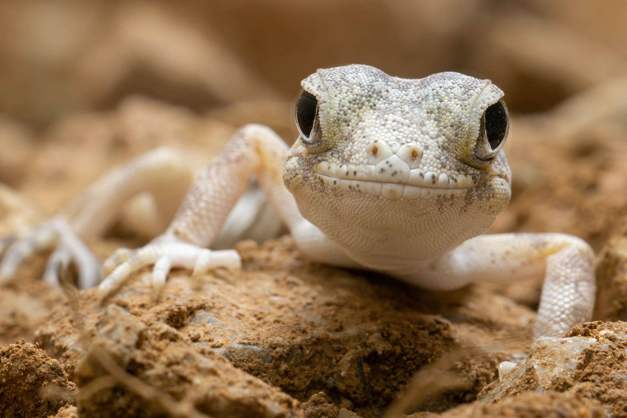 New Home For Rare Trafficked Reptiles