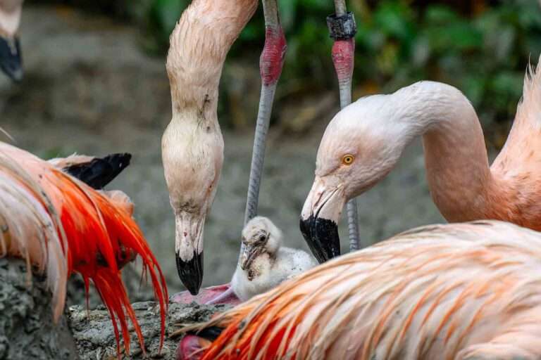 Read more about the article Swiss Zoo Boasts With Two Near Threatened Chilean Flamingo Chicks As More Are Yet To Hatch