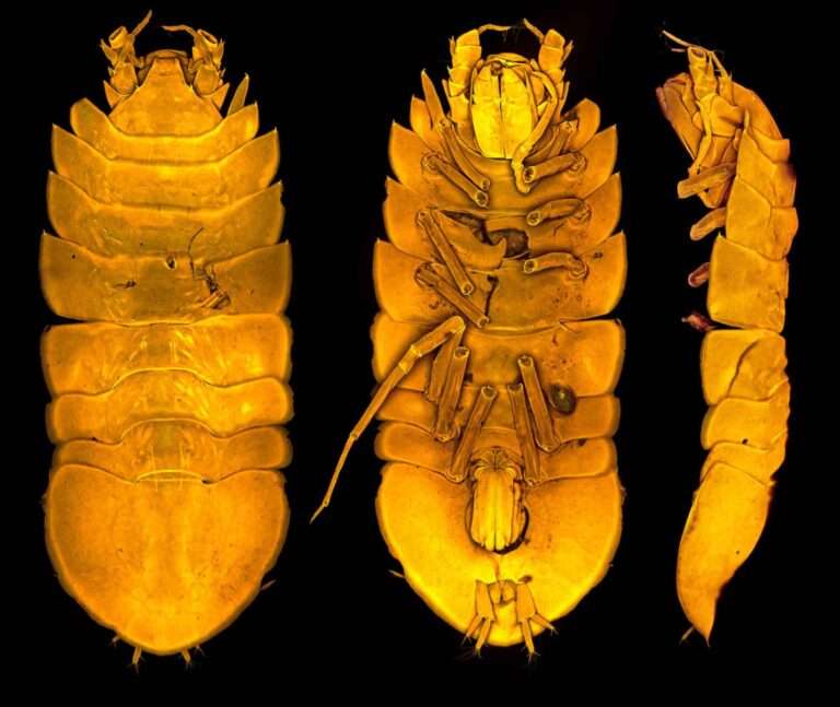 Read more about the article Boffins Find New Sea Louse In Five-Mile Deep Atlantic Trench