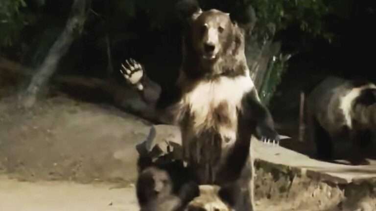 Read more about the article Wild Bear Mum With Cubs Waves At Tourist Feeding Her Cubs