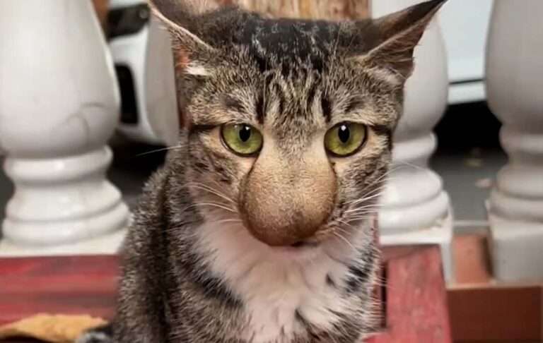 Read more about the article Stray Cat Goes Viral For Its Swollen Nose That Makes It Look Like Squidward