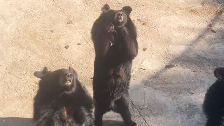 Read more about the article Bears Stun Zoo Goer As They Wave Back And Copy His Gestures