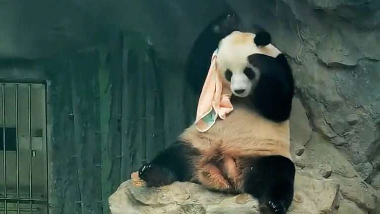 Read more about the article Adorable Panda Dries Off Using Huge Bath Towel