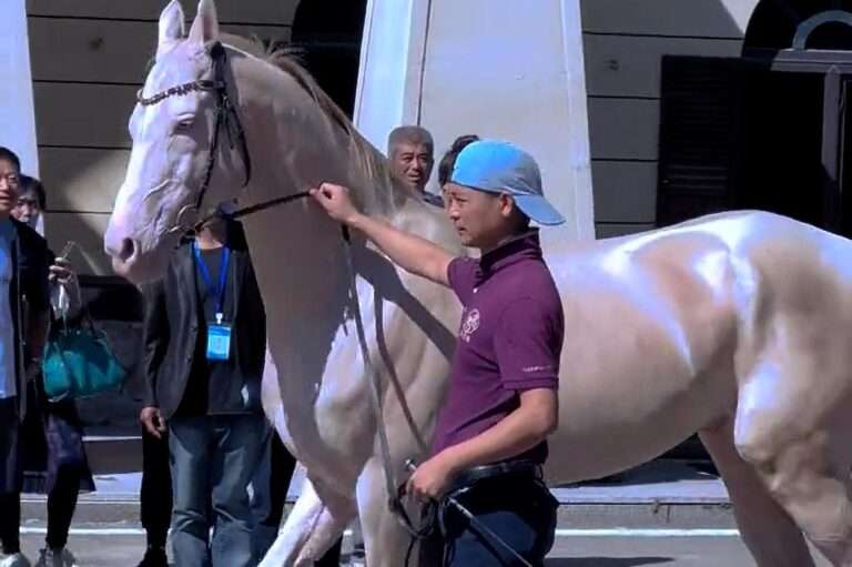 Read more about the article Rare Ferghana Horse Stuns Viewers With Shiny, Platinum-Like Coat