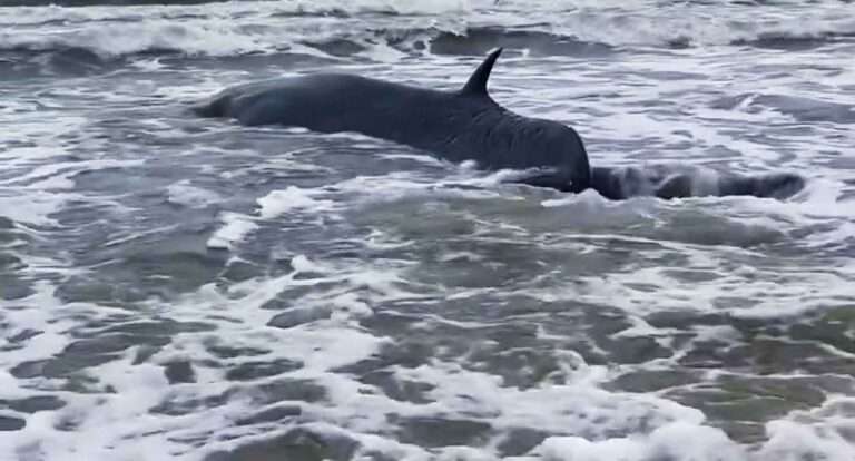 Read more about the article Wildlife Rescuers Help Stranded Whale Return To Water After It Kept Trying To Swim To Shore