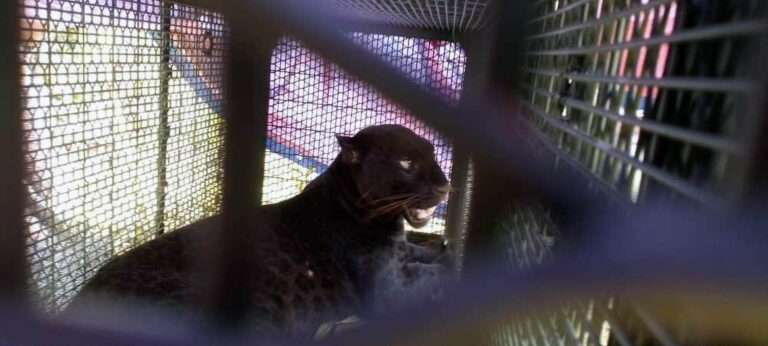 Read more about the article Wildlife Officials Used Live Puppies As Bait For Rogue Panthers