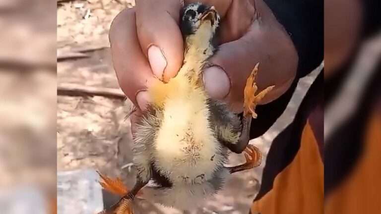Read more about the article Mutant Chick Born With Four Legs