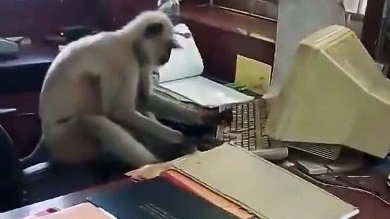 Read more about the article Primate Makes A Monkey Of Office Workers As It Apes Their Computer Skills
