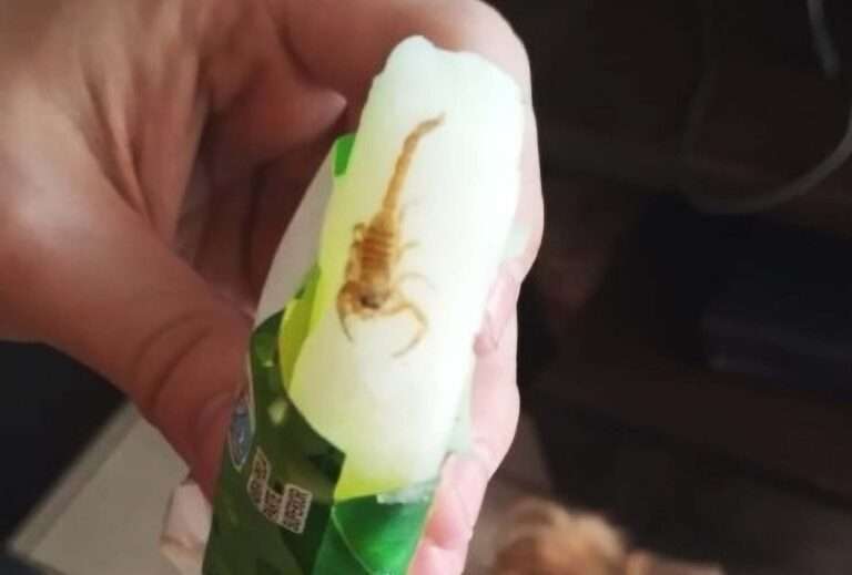Read more about the article Frozen Scorpion Found In Ice Lolly