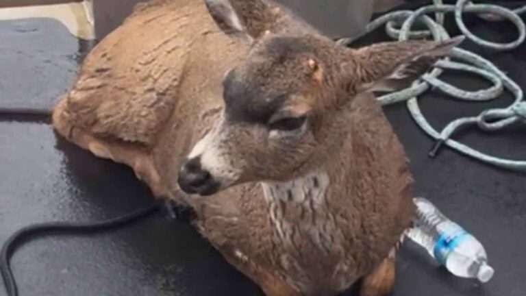 Read more about the article Wildlife Cop Saves Deer Swimming Four Miles Out To Sea