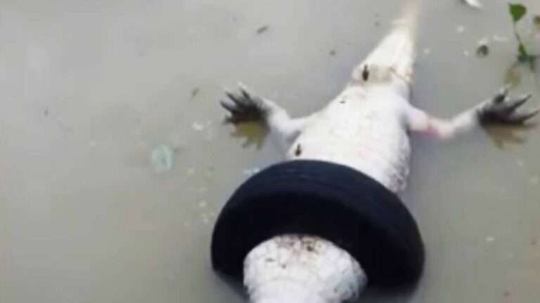 Read more about the article Angler Finds Dead Alligator Trapped In Tyre