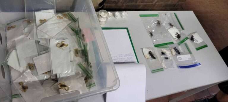 Read more about the article Air Passenger Caught With More Then 600 Creepy Crawlies Stashed In Bag