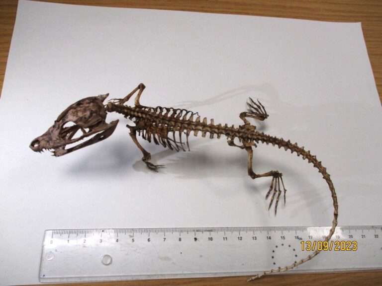 Read more about the article Baby Crocodile Skeleton Found In Parcel
