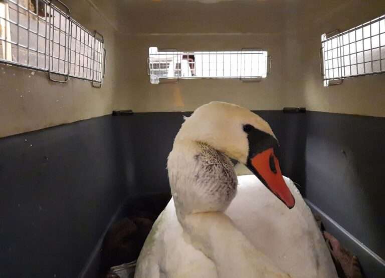 Read more about the article Swan With Neck Swelling Size Of Tennis Ball From Lead Cannot Be Saved