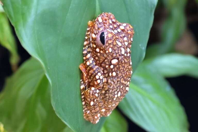 Read more about the article Flying Frogs Camouflage Themselves As Poo To Avoid Being Eaten By Predators Says Study