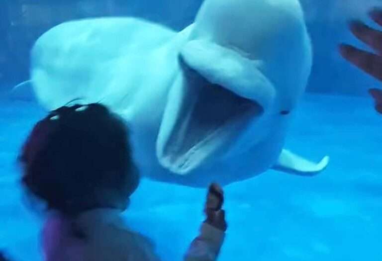 Read more about the article Cheeky Beluga Makes A Habit Out Of Scaring Children Who Come To Visit Aquarium