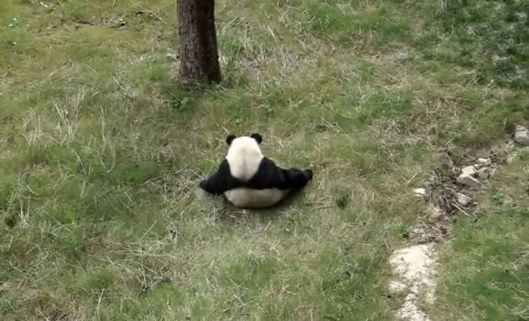 Read more about the article Panda Slides Down Grassy Slope At Nature Reserve