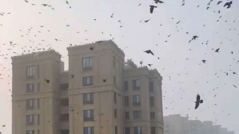 Read more about the article Residents Encounter Horror-Like Scene As Crows Swarm Building Rooftops Amid Heavy Fog