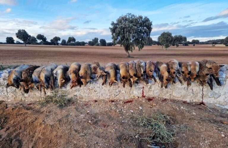 Read more about the article Huntsmen Shamed Over Trophy Snap Of Slaughtered Foxes