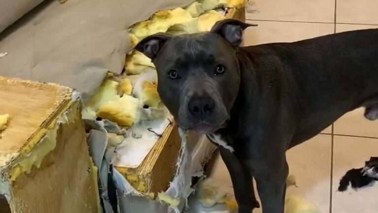 Read more about the article Pit Bull Eats Family Sofa