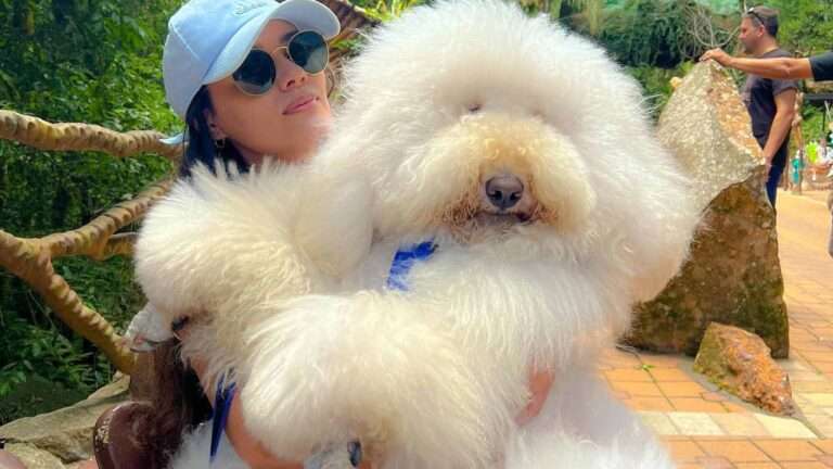 Read more about the article Amazing Five-Foot-Tall Poodle Becomes Insta Star