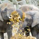 Adorable Elephants At The World’s Oldest Zoo Devour Tasty Autumn Leaves