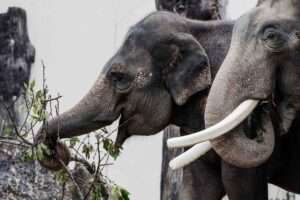 Female Elephant To Reunite With Mum And Little Sister 28 Years After She Moved From Home