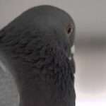 German City Council Gives Green Light To Kill Pigeons By Breaking Their Necks